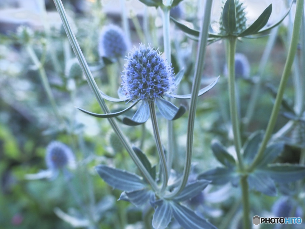 Eryngium