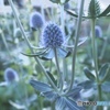 Eryngium