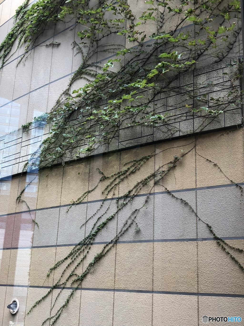 しっかりしっかり貼り付いてるよ〜