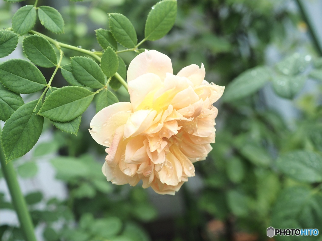 それでも薔薇は咲く