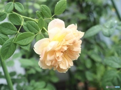 それでも薔薇は咲く