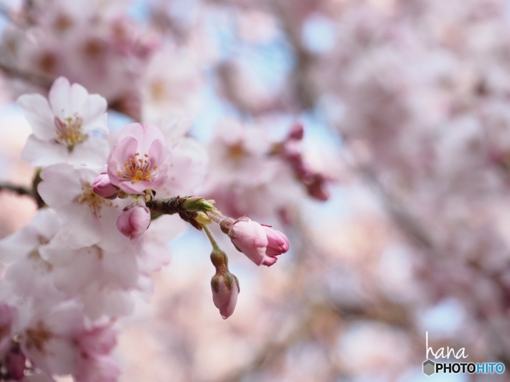 桜色に染まる時