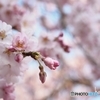 桜色に染まる時