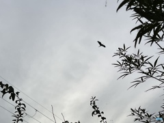 お家に帰ろう…