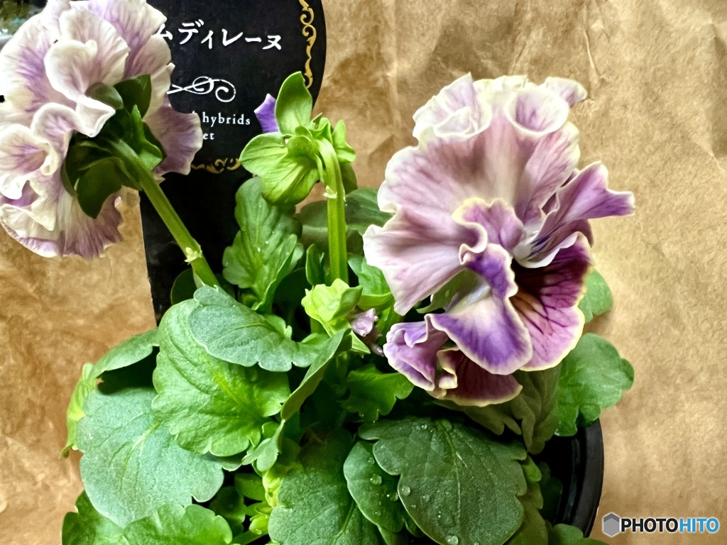 パルムディレーヌ