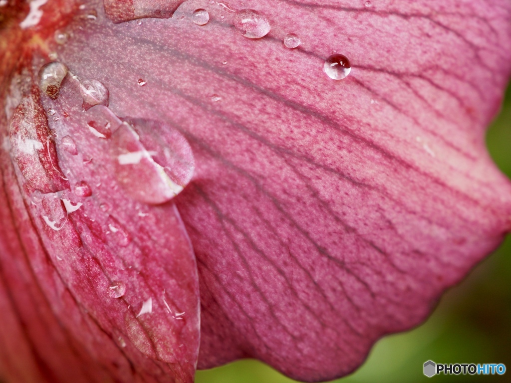 うまれてひかる