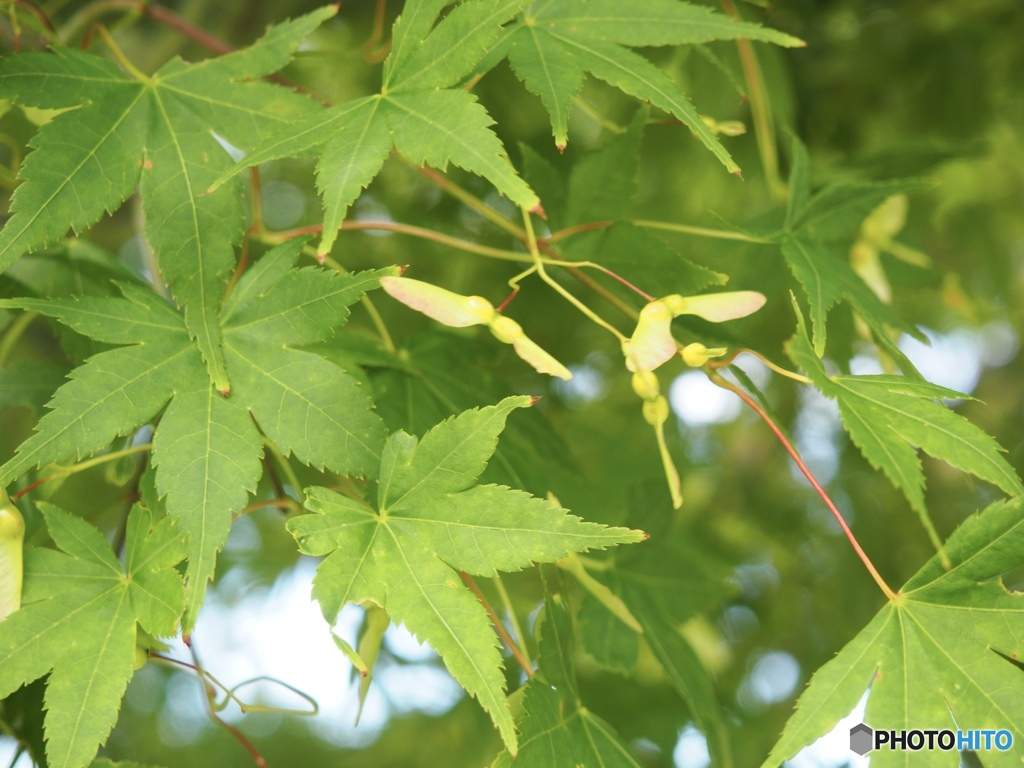 蝶のように風のように