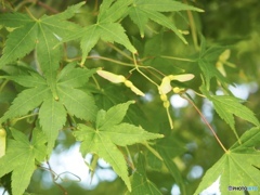 蝶のように風のように