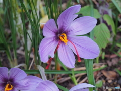 サフラン開花中です
