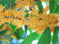 ほのかに甘く漂う