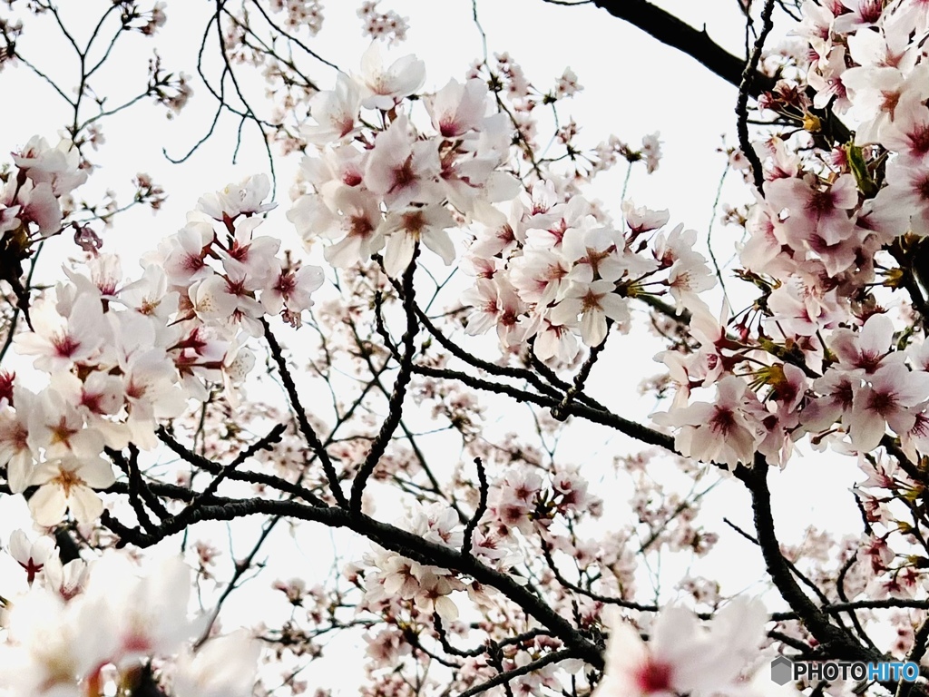 4月6日