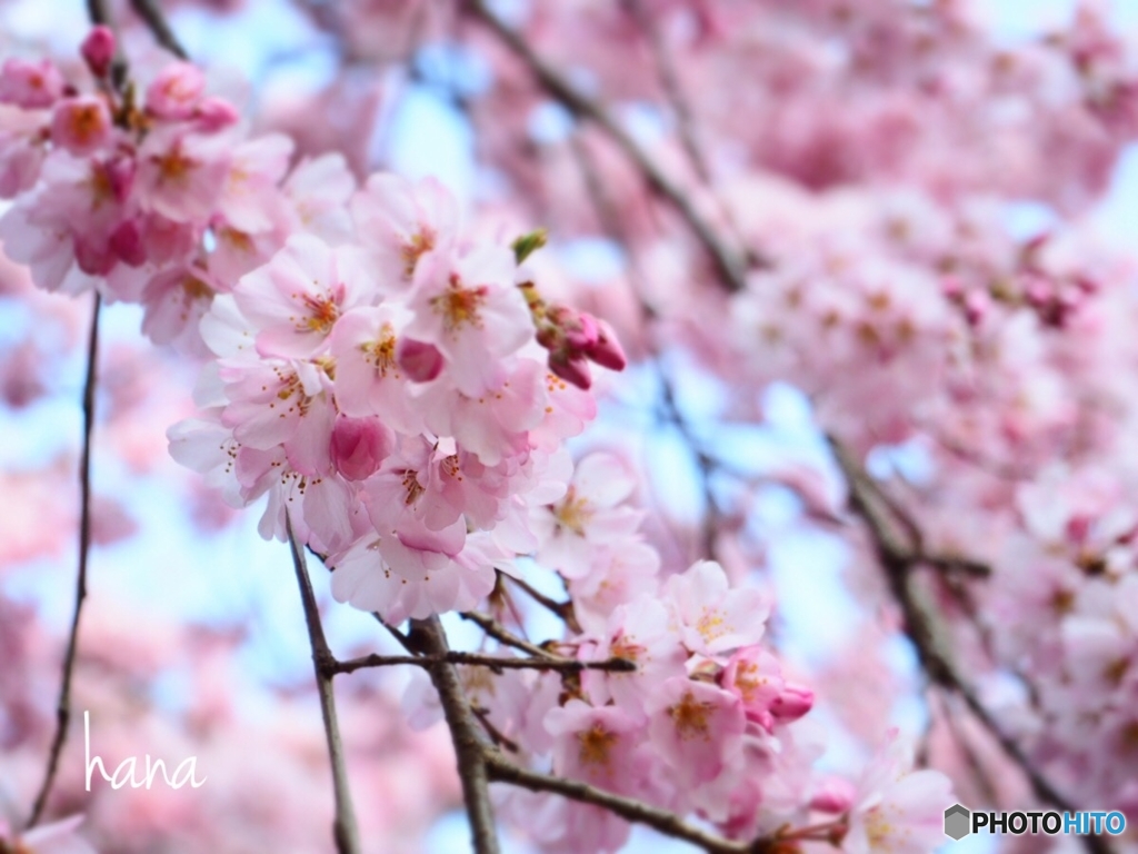 桜日和