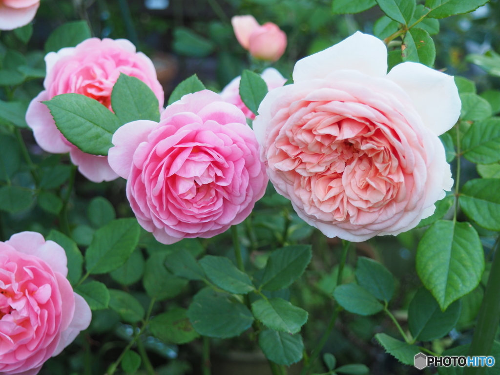 ねぇねぇきいて…