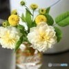 small yellow morning