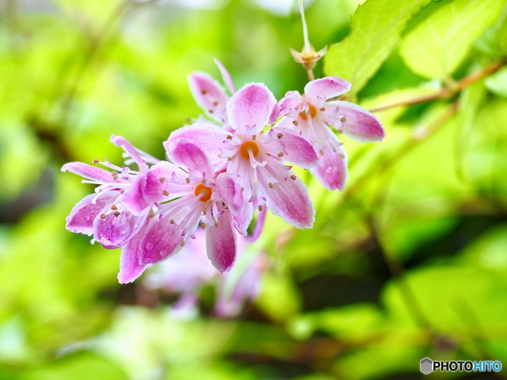 慌てん坊なピンクの妖精は…