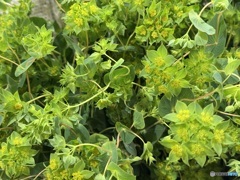 Bupleurum