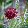 Wine red feelings