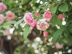 薔薇色に染まるとき