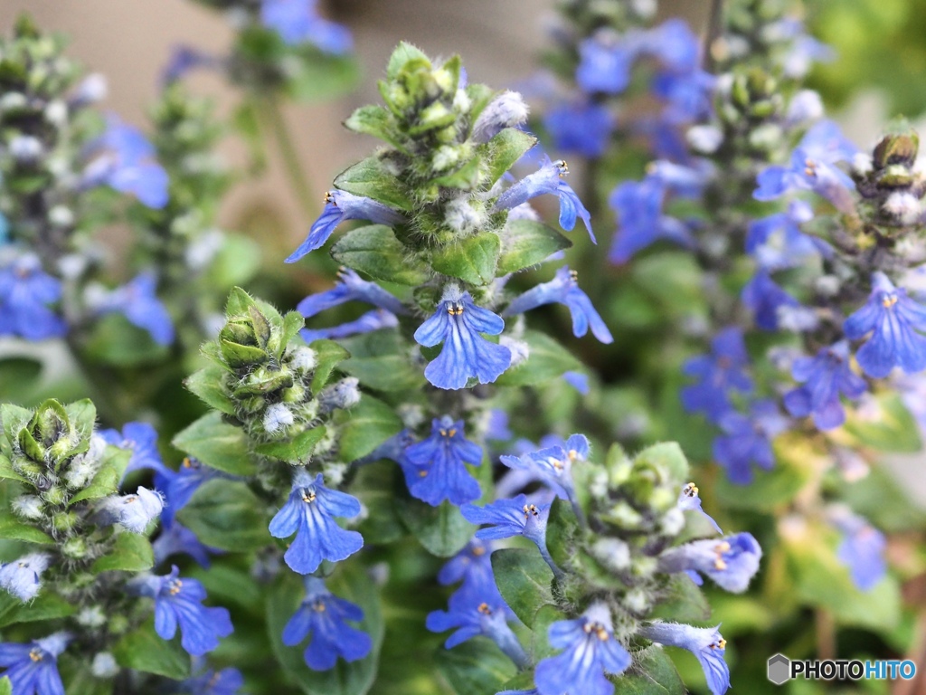 Ajuga reptans