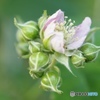 BlackBerryの花が咲いてます