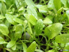 ほうれん草を育ててます