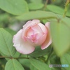 雨降り前に…