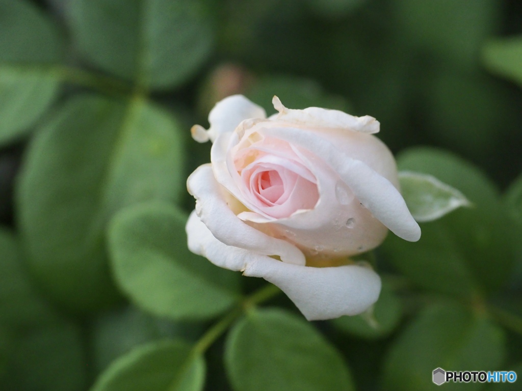light pink whisper