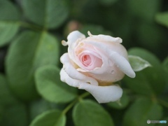 light pink whisper