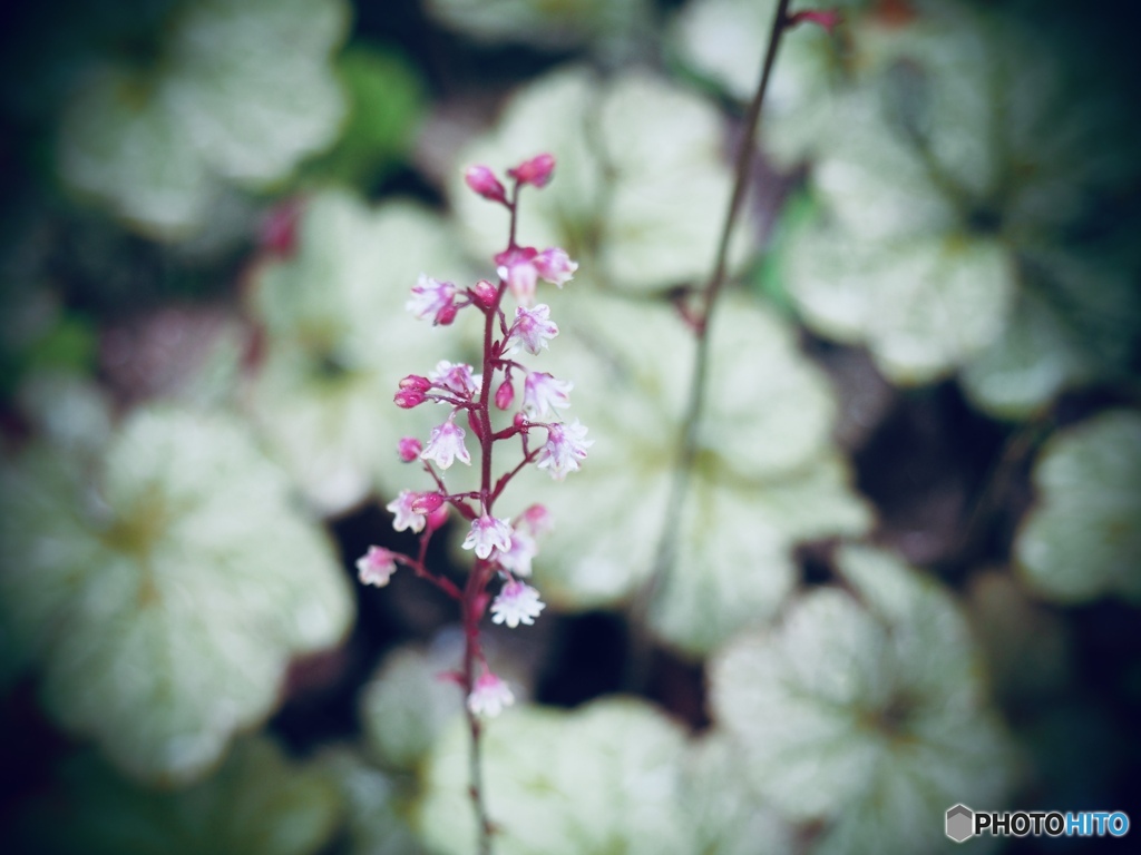 ヒューケラの花