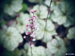 ヒューケラの花