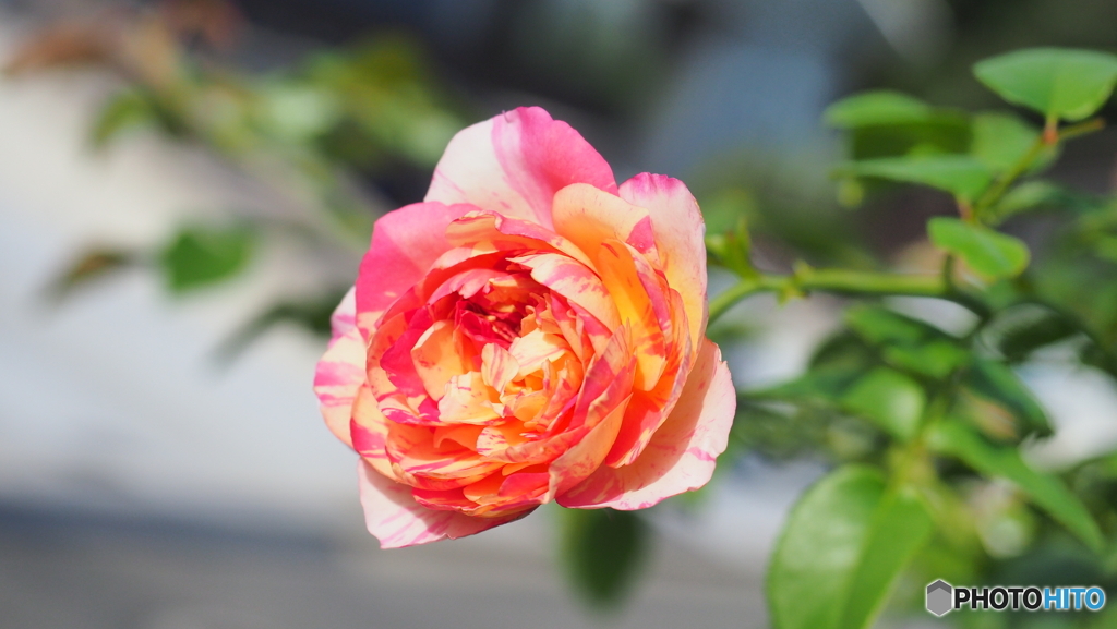 エドゥアール・マネが咲きました