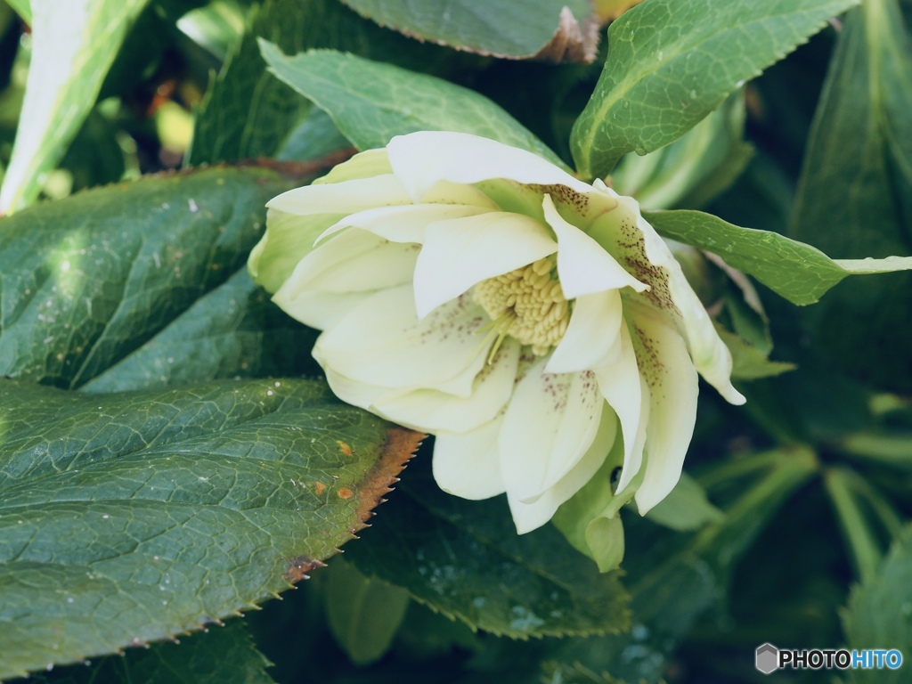 ChristmasRose frill