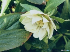 ChristmasRose frill