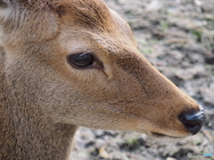 なかなかの美形なの