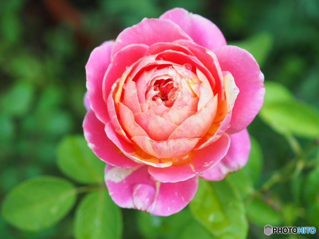 おはよう！の朝に