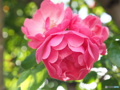 アサ・ヒカリ・薔薇