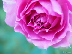 Dream in May