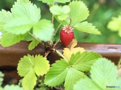 Red jewel