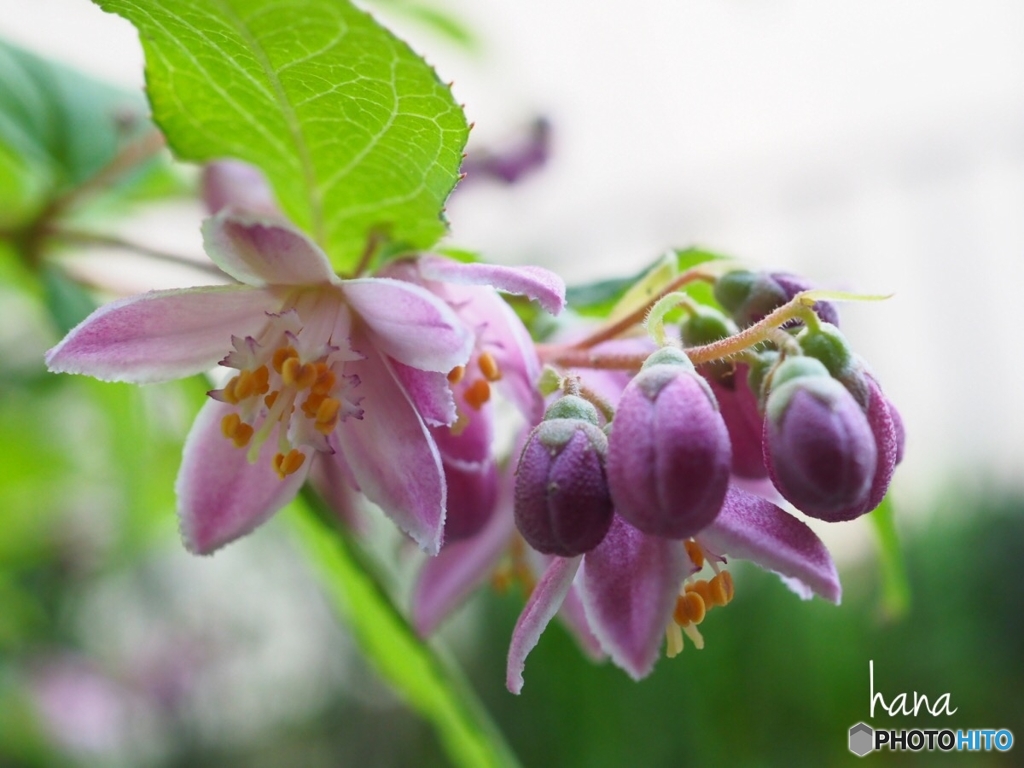 strawberryフィールズ開花です
