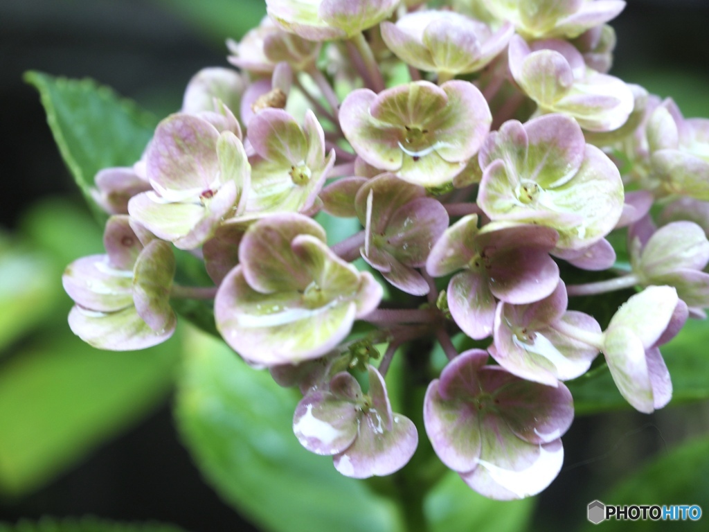 サヨナラなんて云いたくないよ