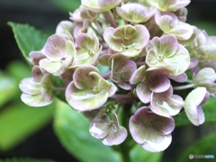 サヨナラなんて云いたくないよ