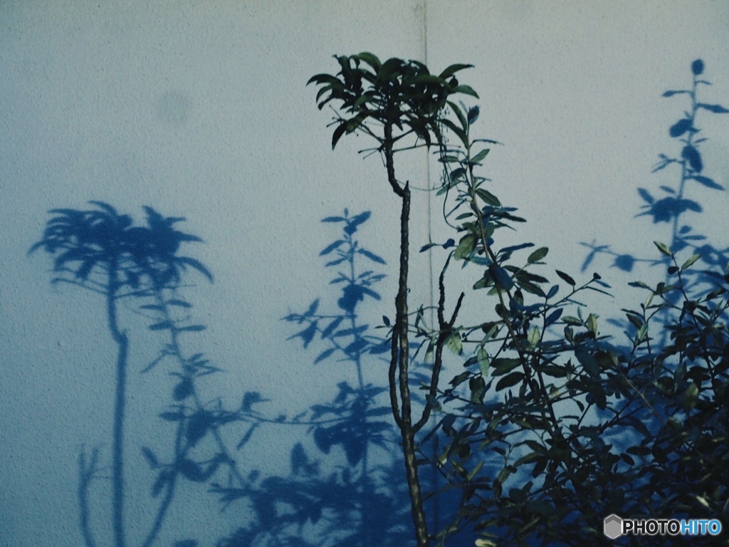Shadow