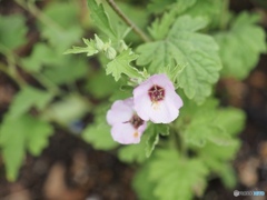 SPHAERALCEA