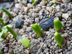 ハルガヨンデル