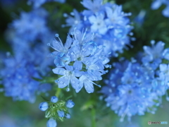 Light-blue rain