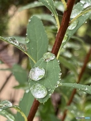 わらび餅…今日はたくさんございます