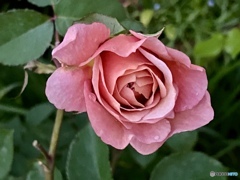 Broderi