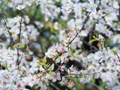 一才桜