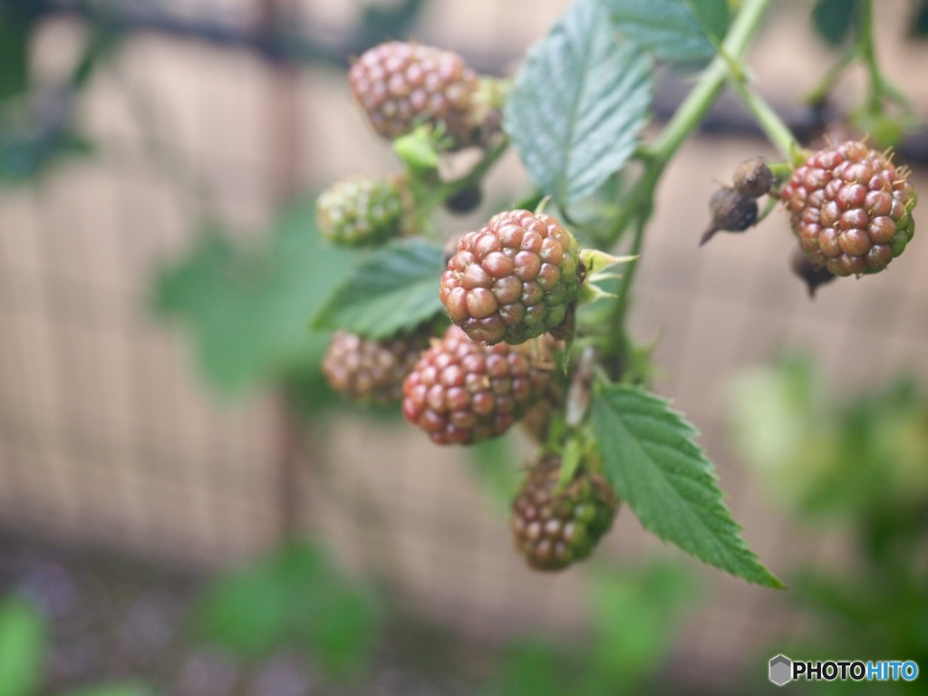 Blackberry