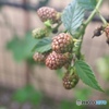 Blackberry